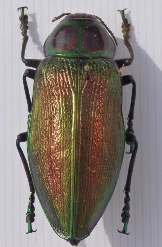 Euchroma gigantea